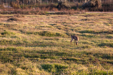 Deer eating grass in the valley 