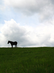 Horse silhouette and grey sky