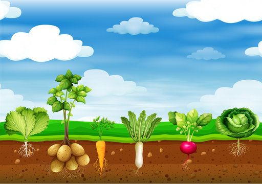 Fresh vegetables in the ground