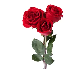 Foto op Plexiglas Rozen Three dark red roses isolated on white