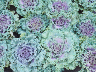 decorative ornamental cabbage