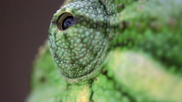 Extreme close up of chameleon's roving eye