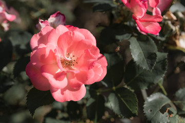 Pink rose flower in garden