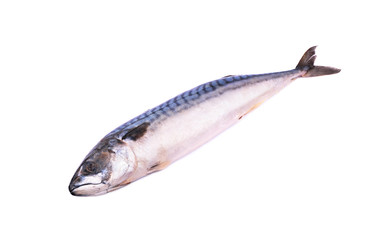 Mackerel fish