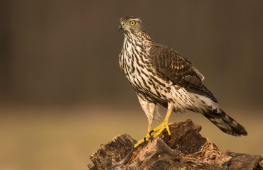 Northern goshwak (Accipiter gentilis)
