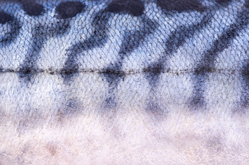 Fototapeta na wymiar Squama fish Mackerel