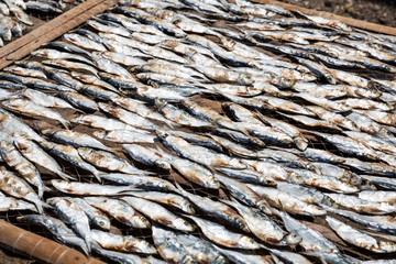 Gefangene Fische am Trocknen in der Sonne in Vietnam