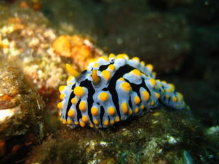 Nudibranch
