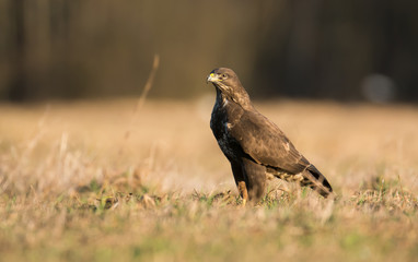 Common buzzard (Buteo buteo)