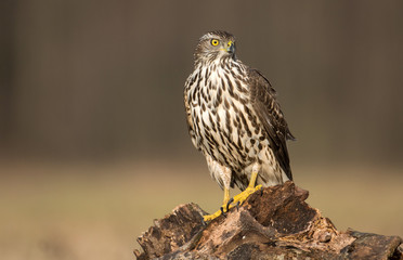 Northern goshwak (Accipiter gentilis)