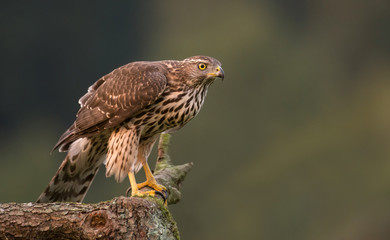Northern goshwak (Accipiter gentilis)
