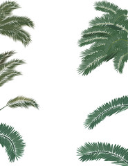 Obraz premium green lush palm tree foliage isolated on white