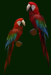 two red parrots isolated on green
