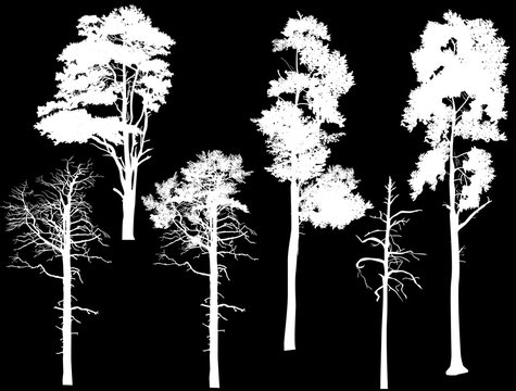 six swamp pine silhouettes isolated on black