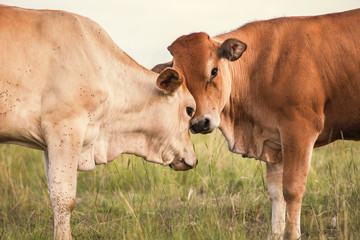 Heard of cows in a paddock during the day in Queensland