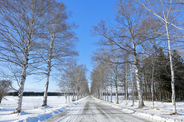 冬の北海道　白樺並木　Winter of Hokkaido Japan Birch tree lined