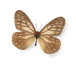Brown butterfly isolated on white