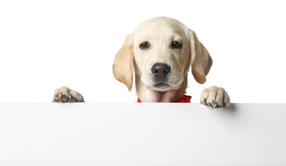 Beautiful Labrador retriever isolated on white background