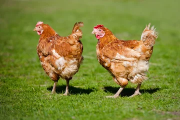 Abwaschbare Fototapete Hähnchen zwei Hühner auf Gras