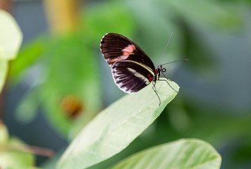 Black Butterfly with Pink Band