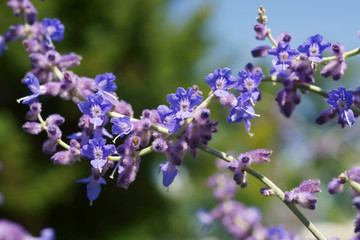 Perovskia Blue Spire