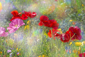 spring meadow with red poppies