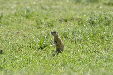 Naklejka na ściany i meble cute European ground squirrel on field (Spermophilus citellus)