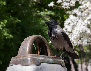 Crow and drinking fountain