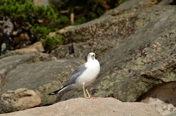 Gull on the lake Chebache, State National Natural Park 