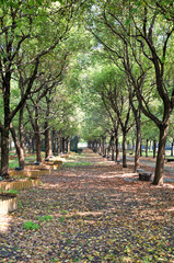  the avenue of trees in park