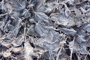 Frozen plant in a winter day