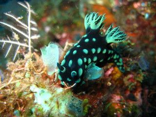 Nudibranch