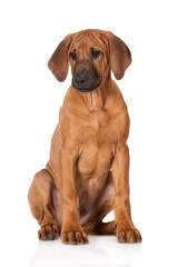 rhodesian ridgeback puppy sitting on white