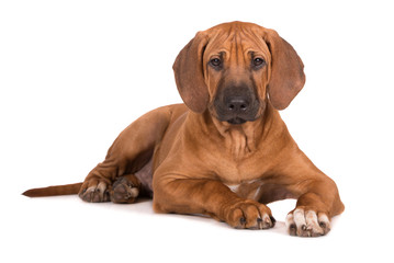 rhodesian ridgeback puppy lying down on white