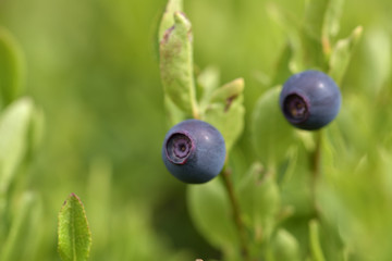 Natural wild huckleberries branch in forest