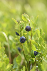 Natural wild huckleberries branch in forest