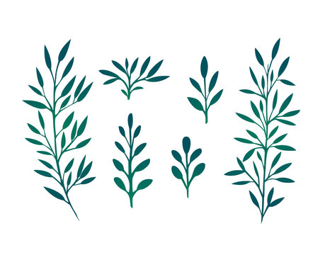 Set of branches with leaves and herbs for design 