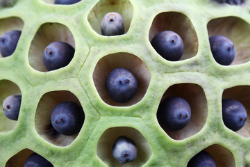 abstract of dry lotus pod