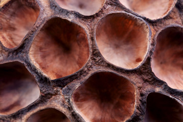 close up of dry lotus pod