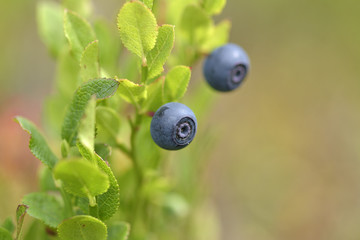 Natural wild huckleberries branch in forest