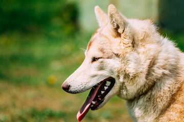 White and Brown Siberian Husky Dog
