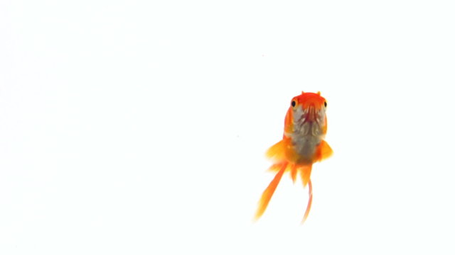 The gold fish swims in the water. On a white background 