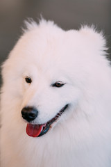 Happy White Samoyed Dog Close Up Portrait