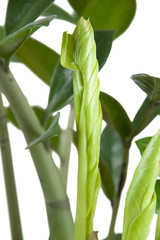 Zimmerpflanze Zamioculcas zamiifolia Detailaufnahme