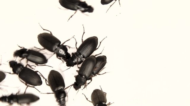 Black bugs isolated on white