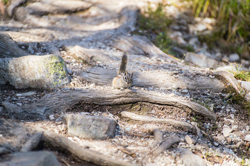 little chipmunk on the ground in the middle of trees roots looking at the camera in the rocky mountains of alberta canada