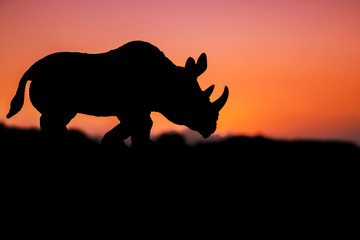 rhinocéros sur fond de coucher de soleil