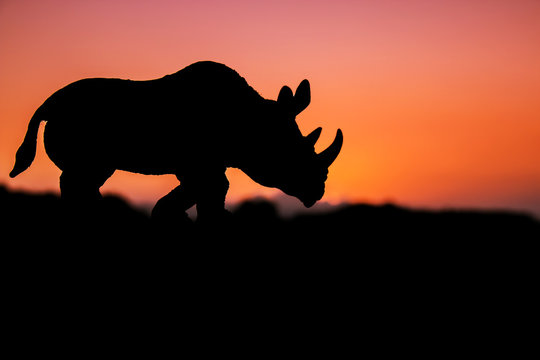 rhinoceros on sunset background