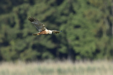 Weibchen der Rohrweihe 