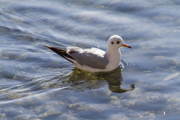 seagull on lake